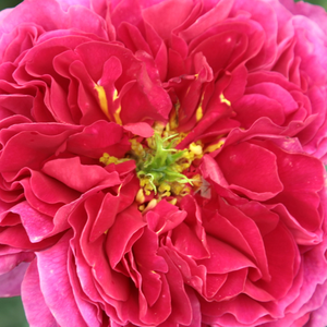 Róże ogrodowe - angielska róża - różowy  - Rosa  Macbeth - róża z intensywnym zapachem - David Austin - Posiada pokaźne, trwałe kwiaty o jaskrawych kolorach. Kwitnie długo. Jej szkielet jest silniejszy od innych róż angielskich.
